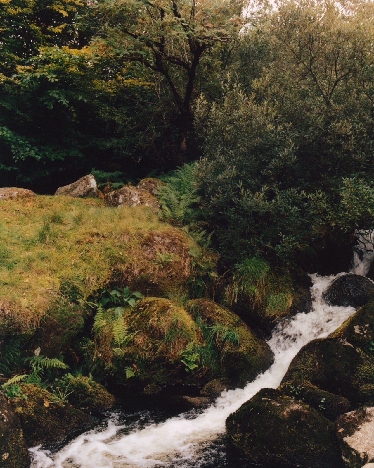 Water runs along a creek in the middle of a forest.