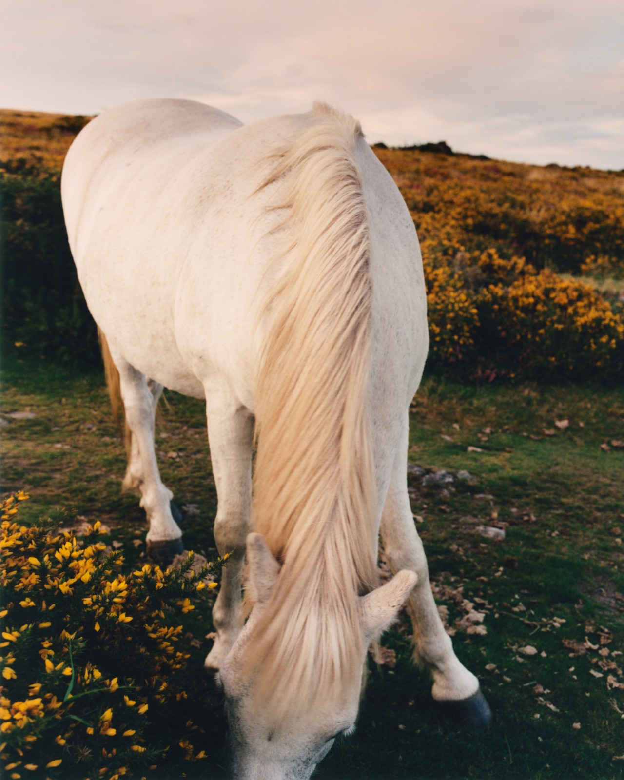 A white horse leans down in field of orange flowers.