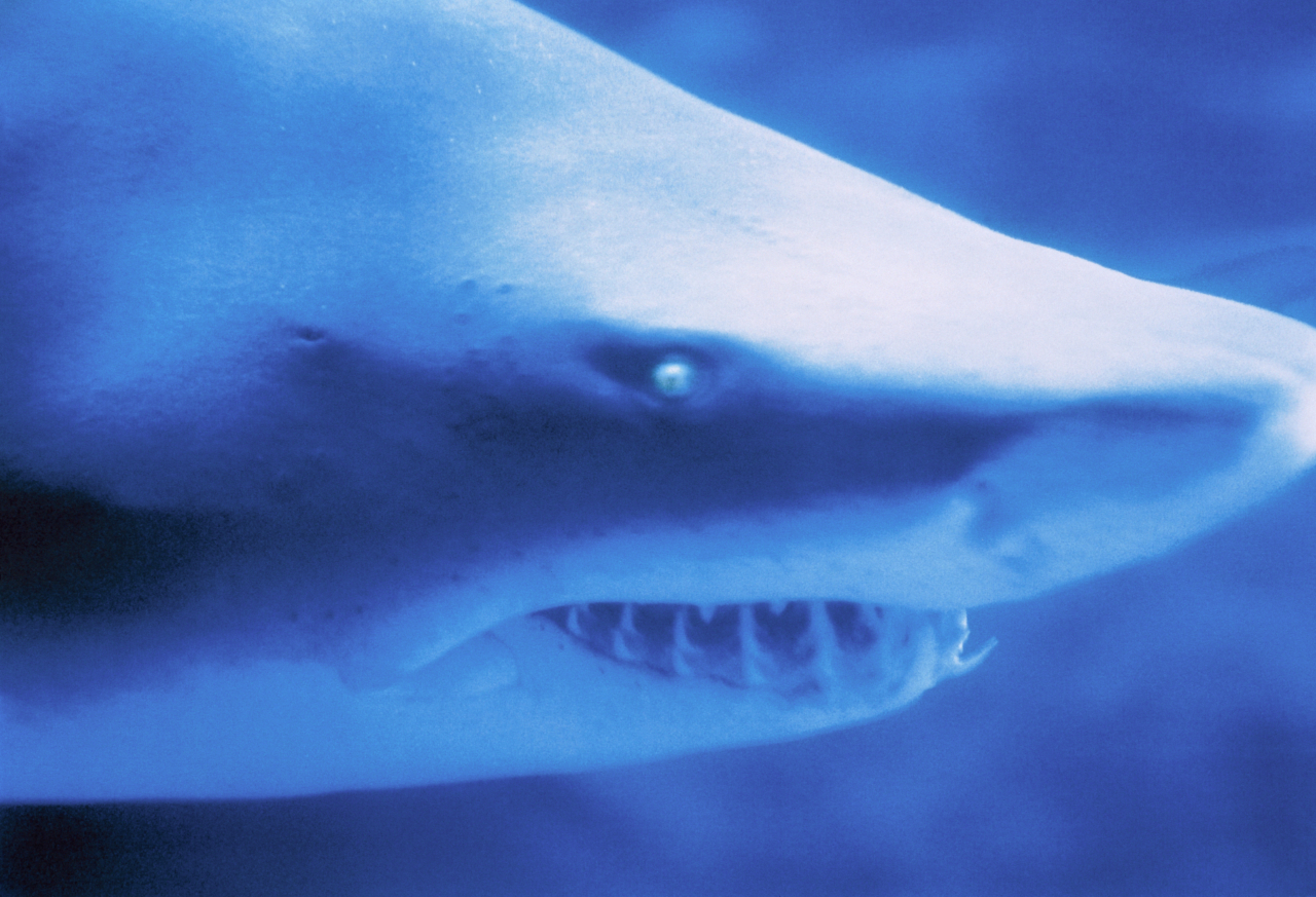 A shark shows its sharp teeth as it swims through deep waters.