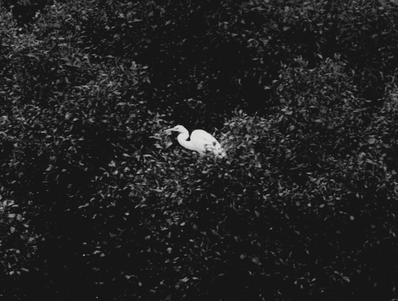 A crane sits in the middle of a forest.