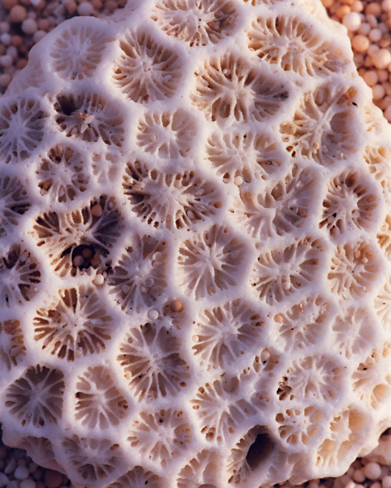 A patterned white sea creature.