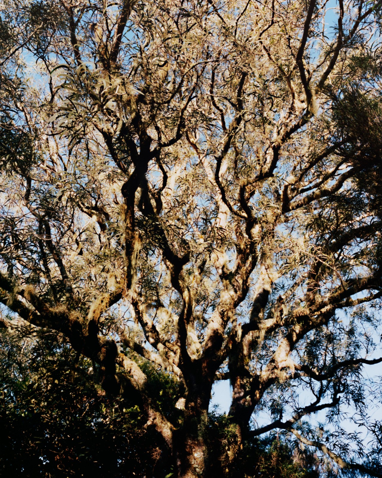 The sunlight shines through the branches of a tree.