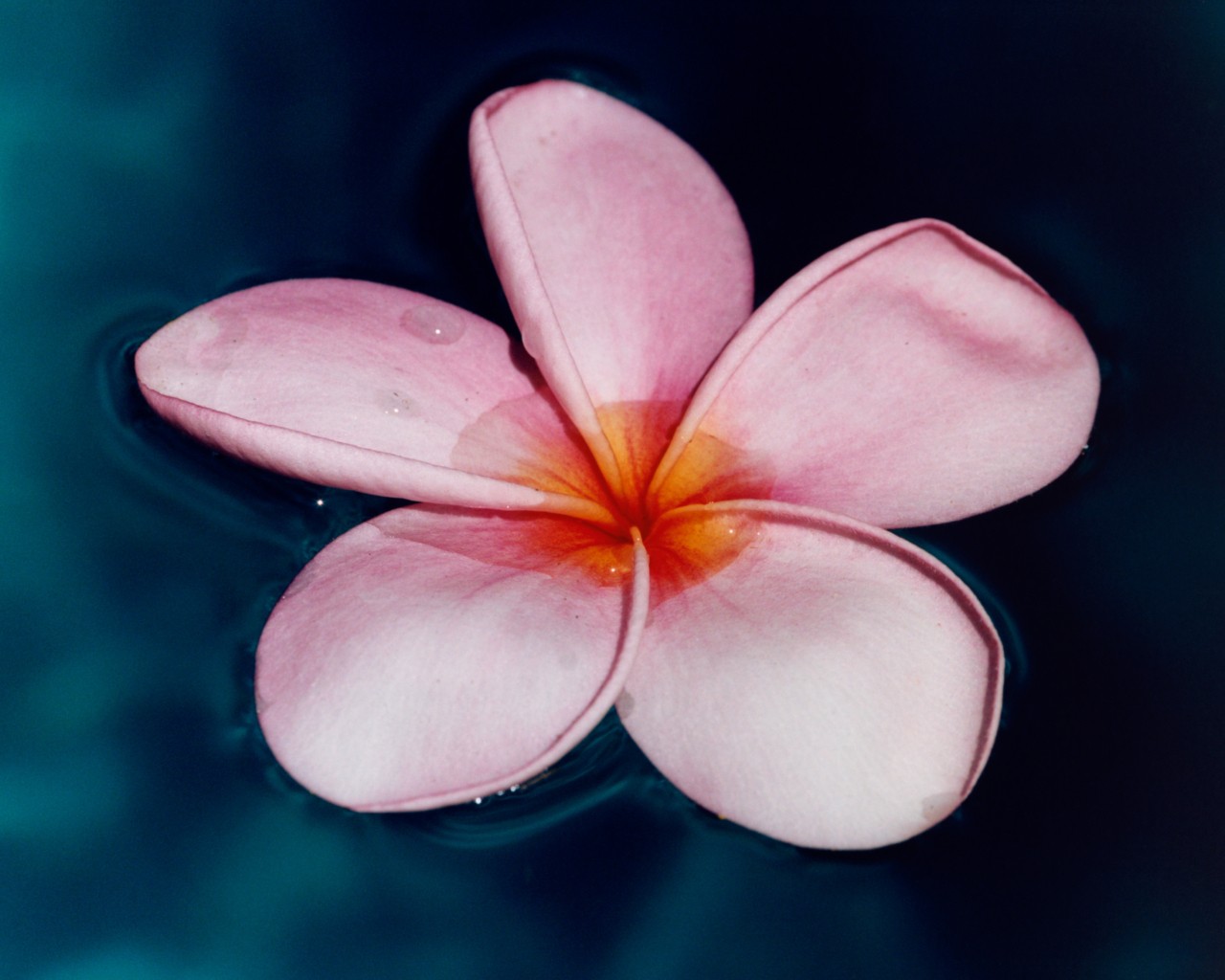 A bright pink flower floats atop the surface of blue water.