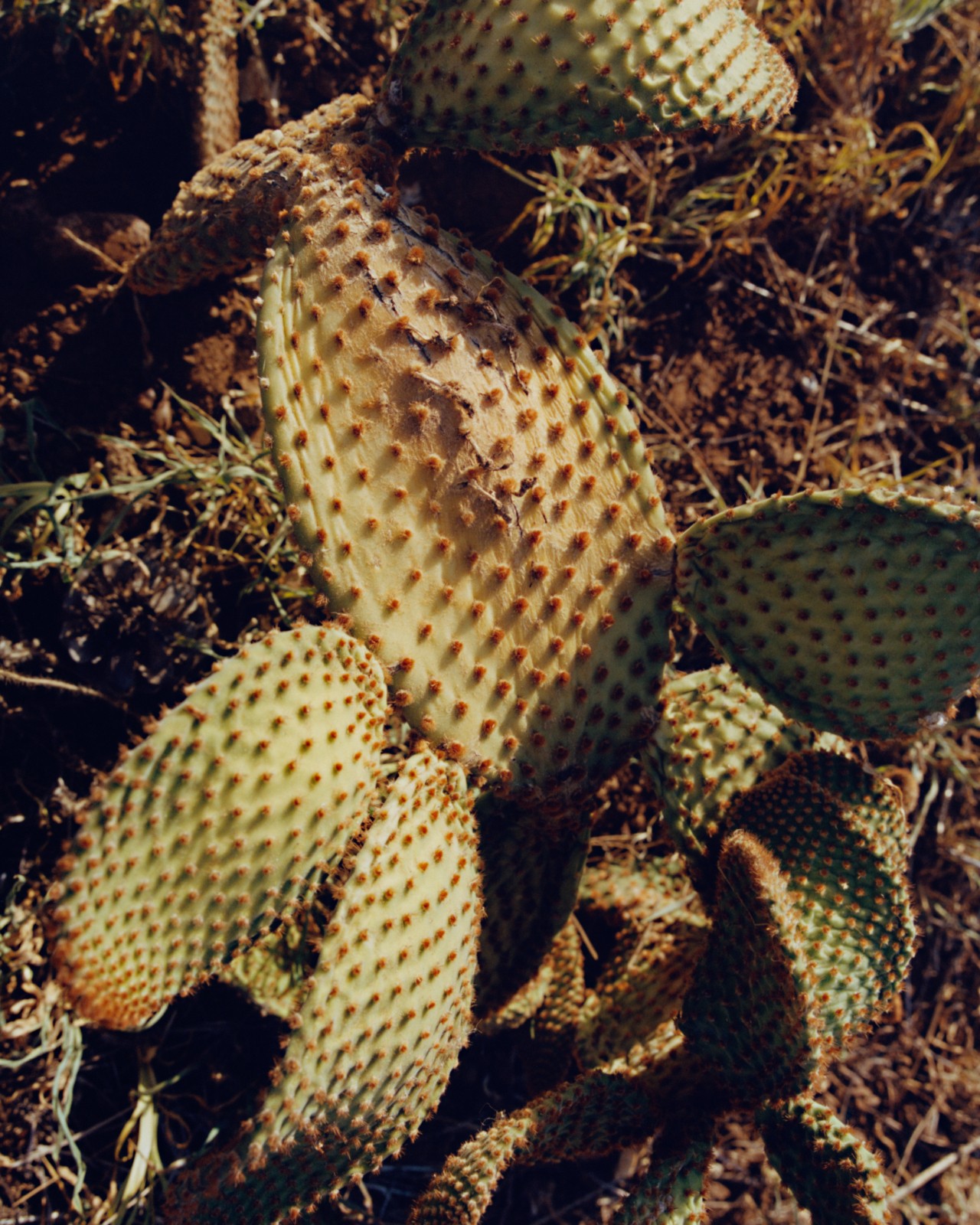 A bunch of cacti leaves lie in the dirt.