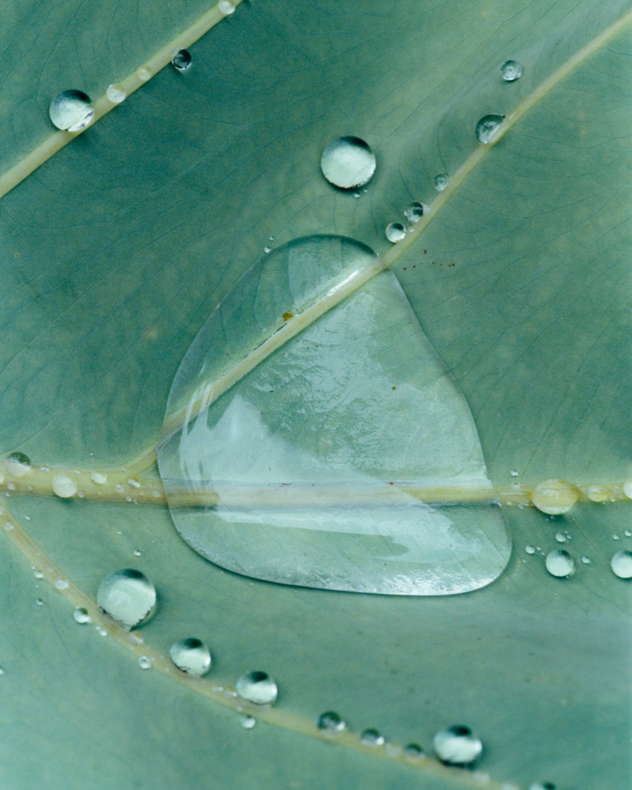 A mini puddle of water pools on the skin of a leaf.