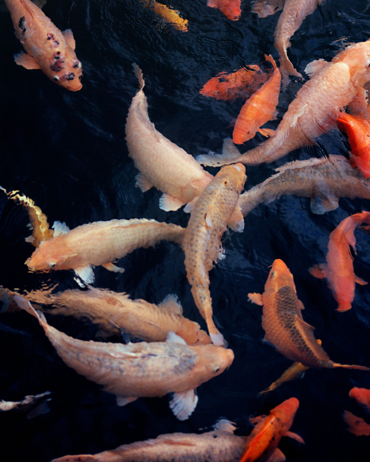 Several orange fish swim among each other in dark blue waters.