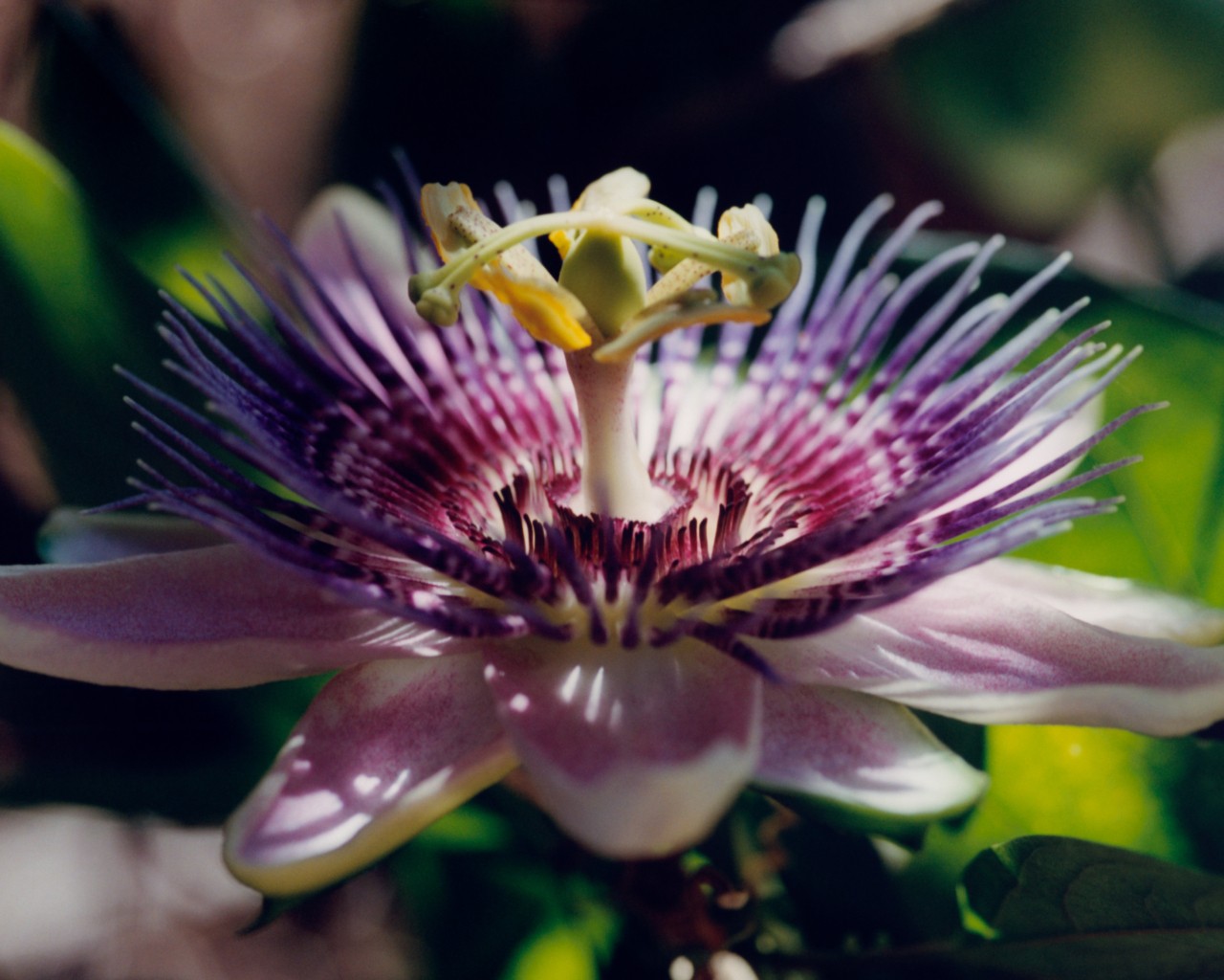 A purple flower.