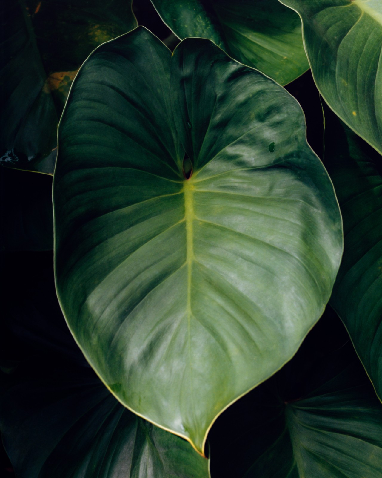 The top of a large green leaf.