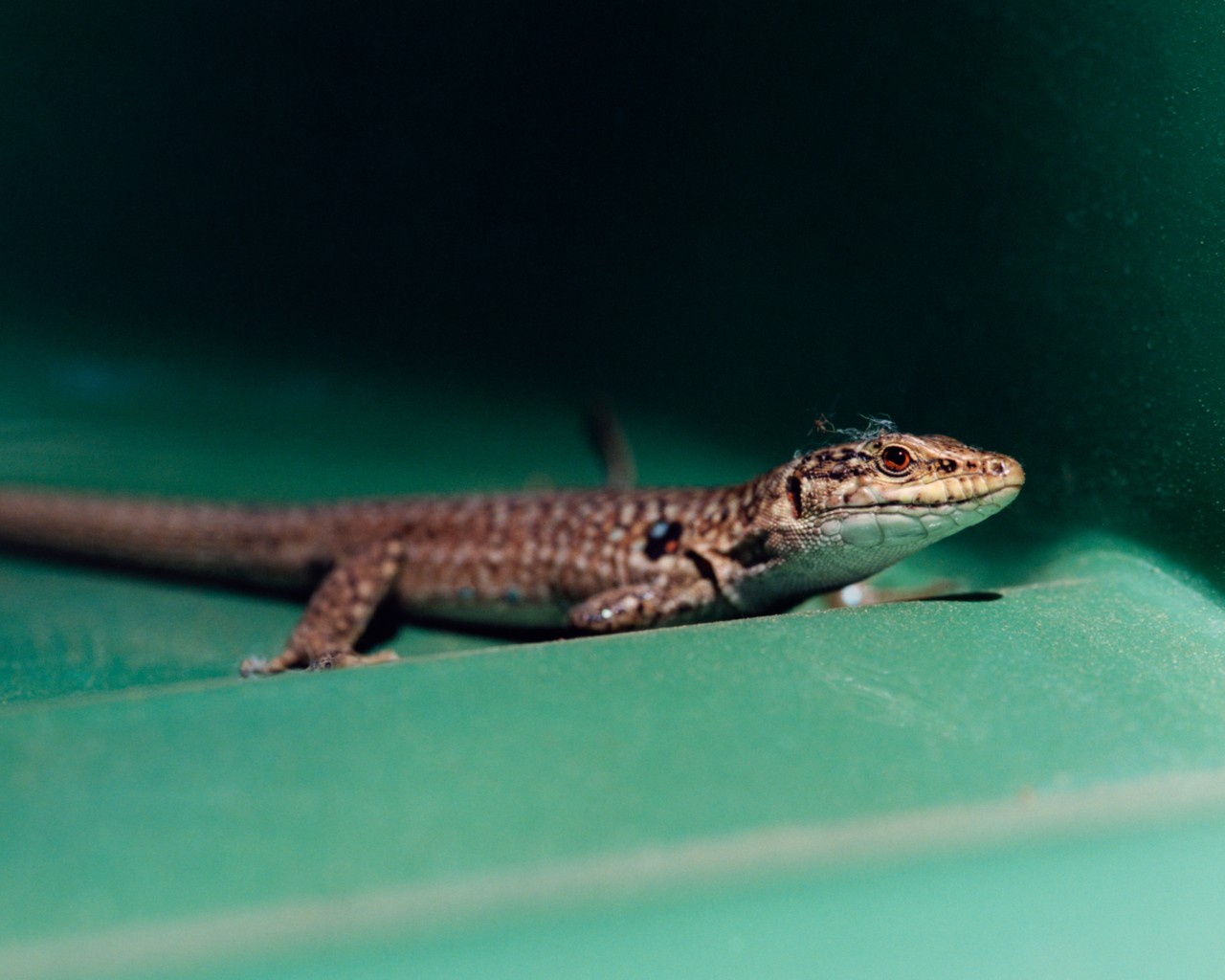 A lizard stands still on the top of a leaf.
