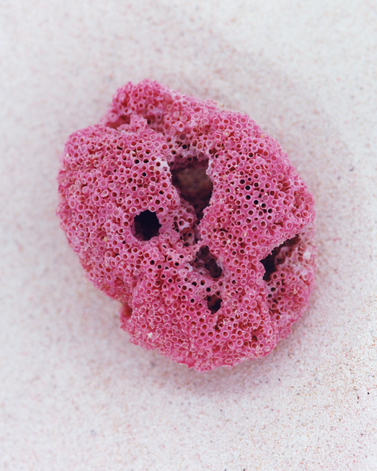 A pink sea creature lies in the sand.