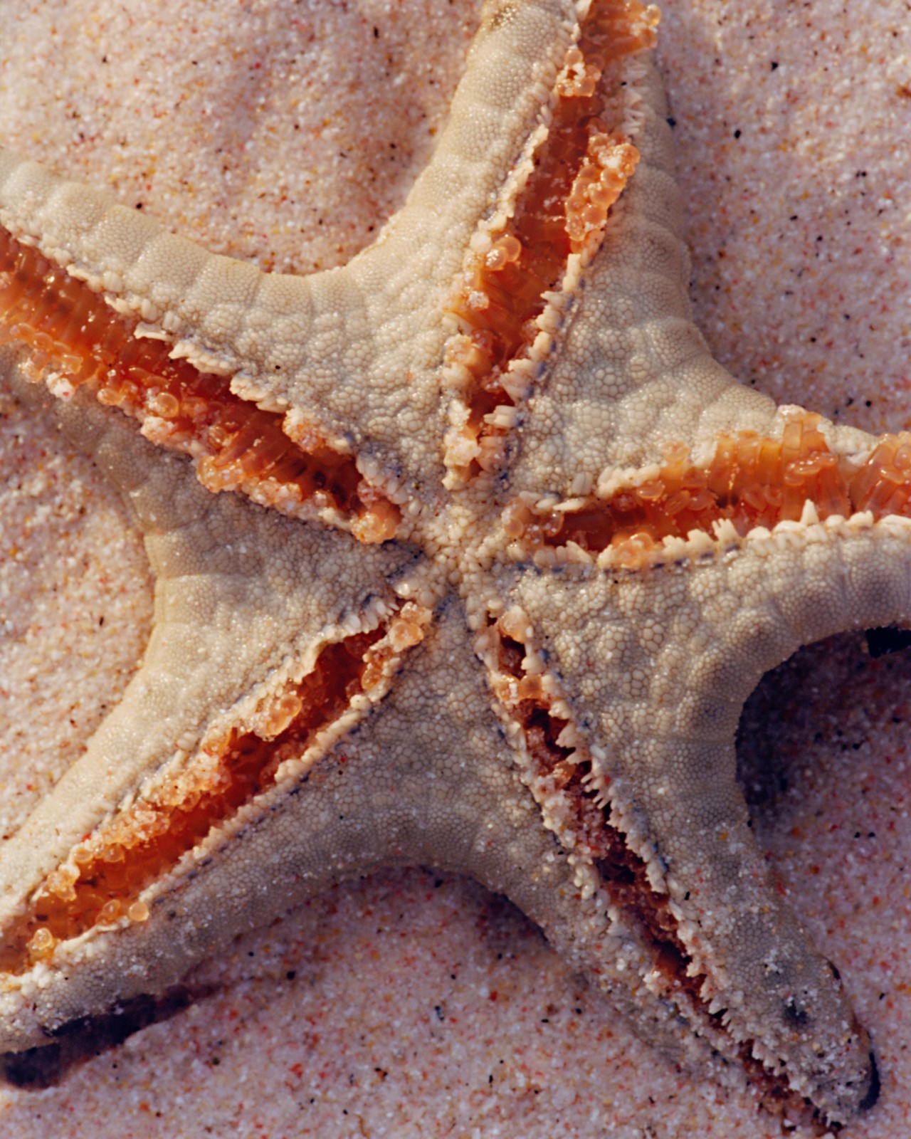 A sea star lies in the sand.
