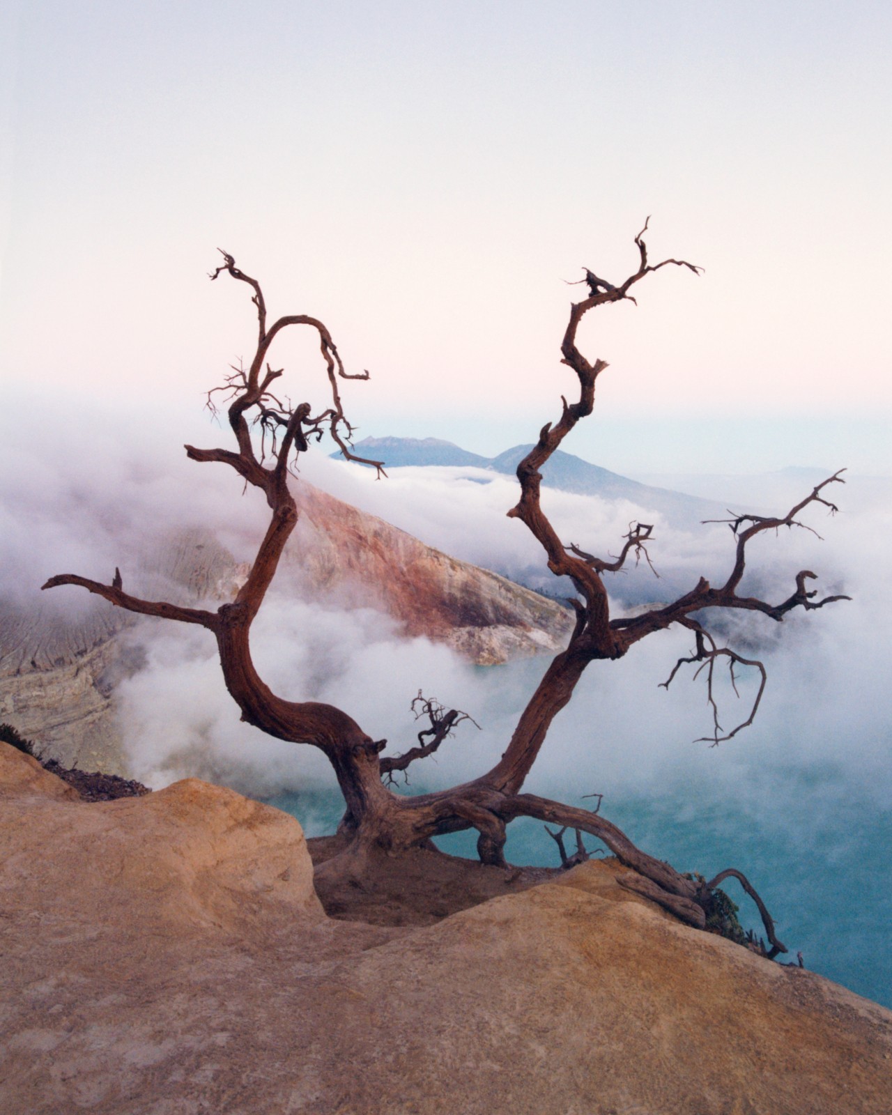 A leafless tree grows along a foggy seaside cliff.
