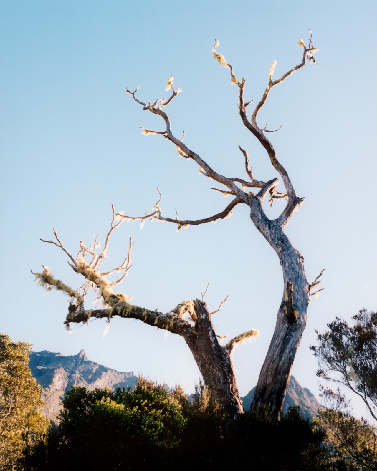 A leafless tree grows toward the clear blue sky.