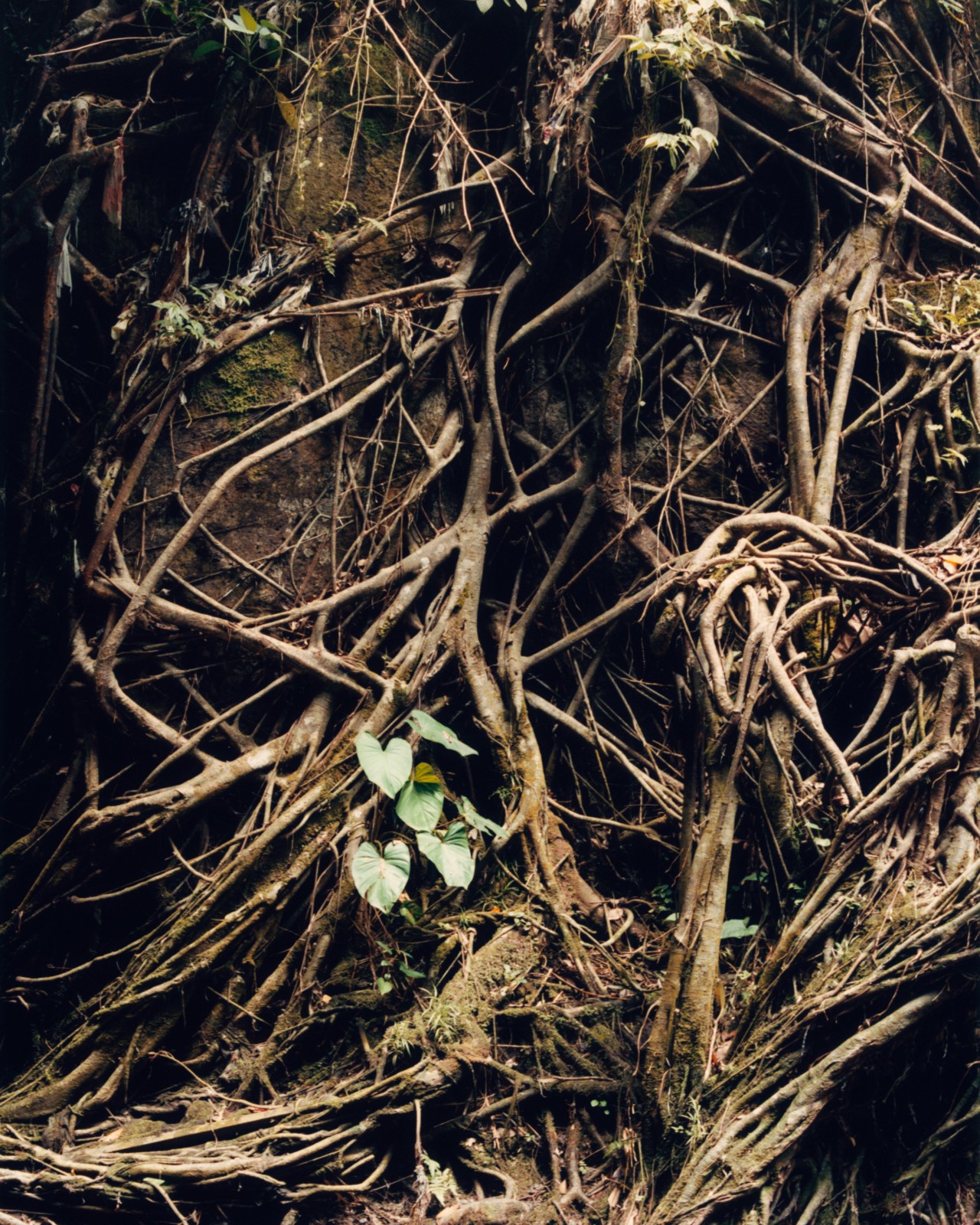 The windy vines of a tree twist together.