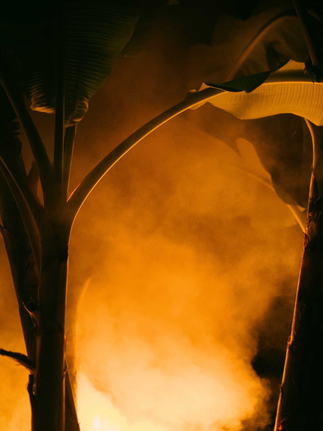 The Paradise France Poisoned