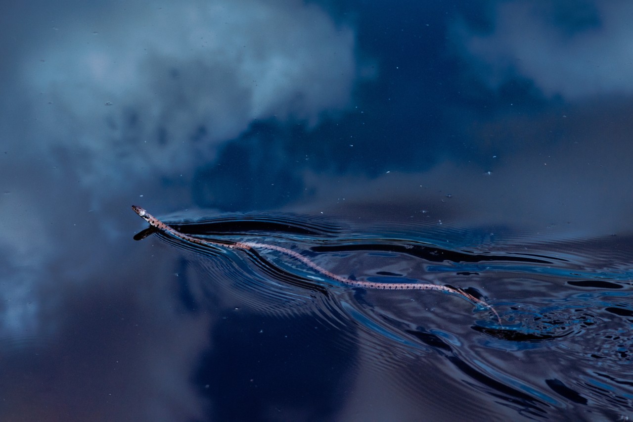 A grass snake swims across the water's surface.