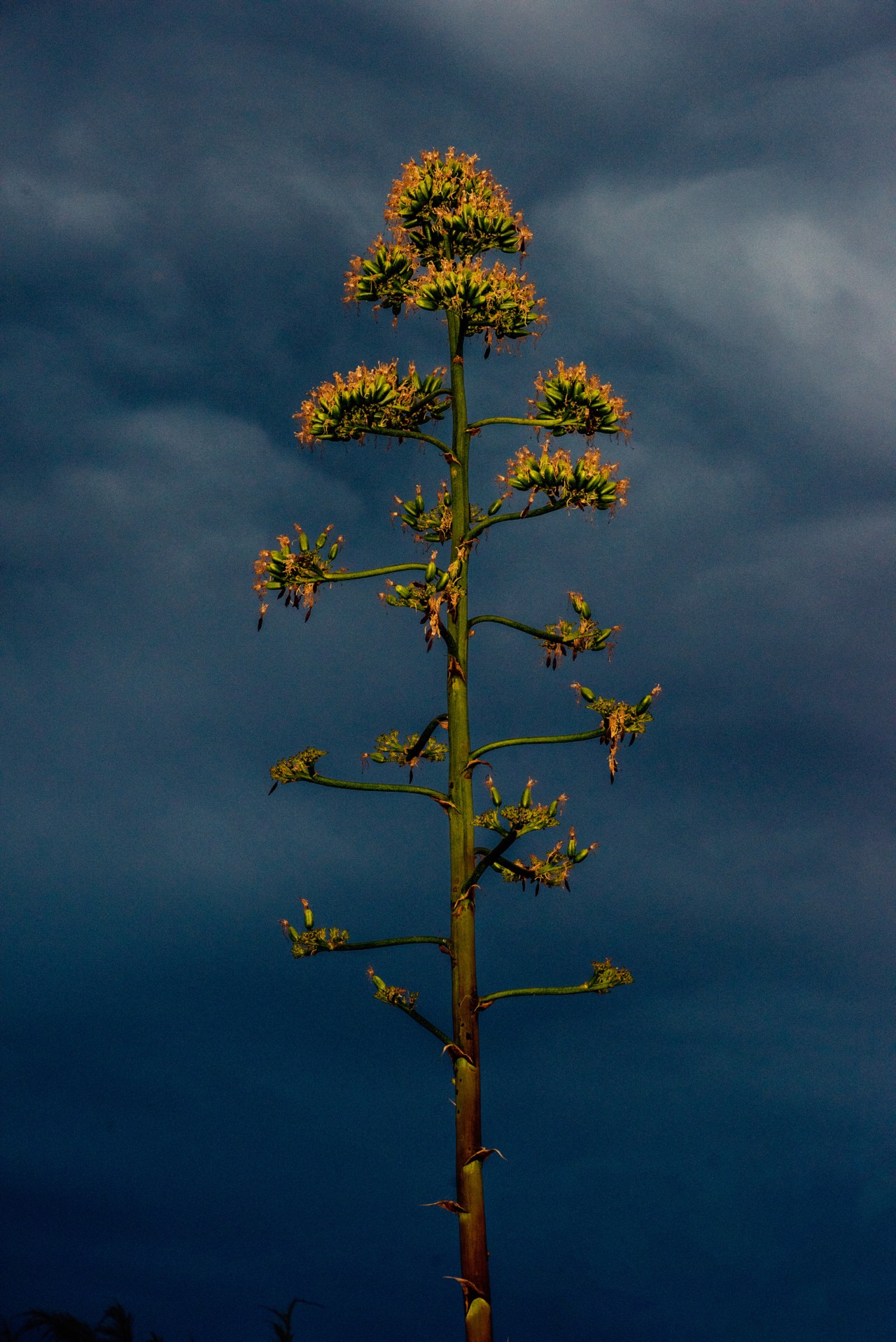 A flowering agave plant grows toward the sky.