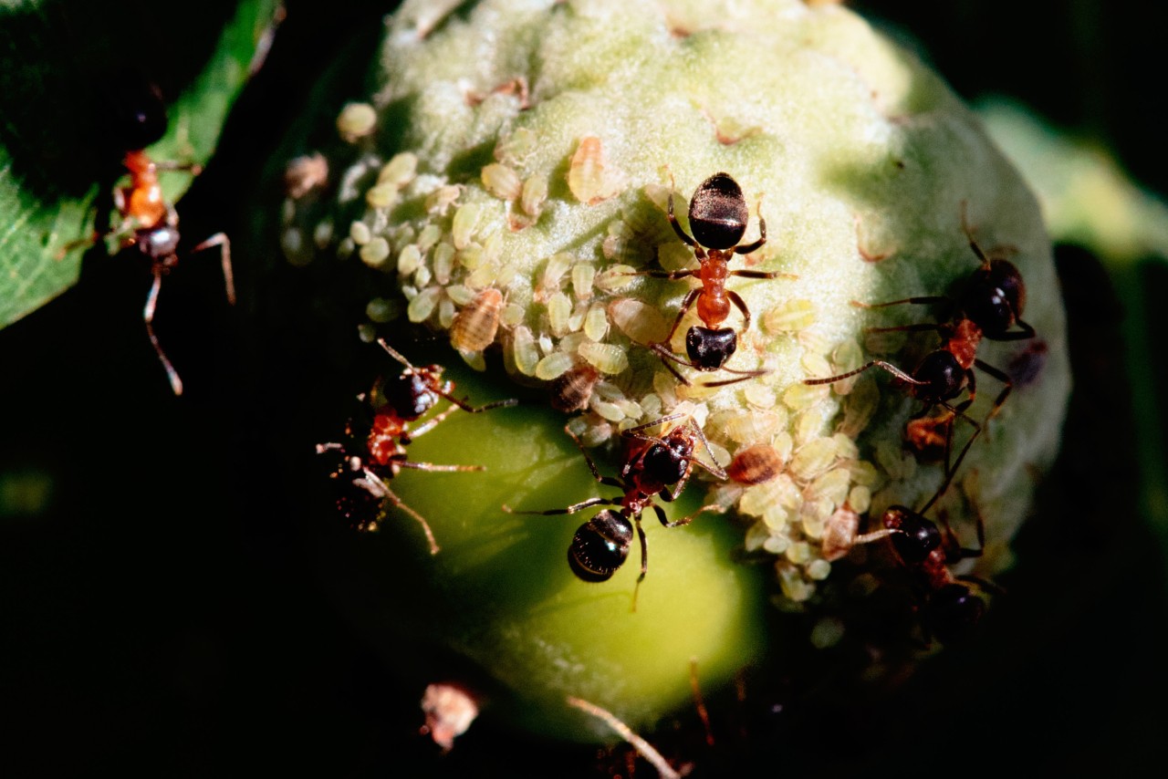 A group of ants gather on top of a piece of produce.