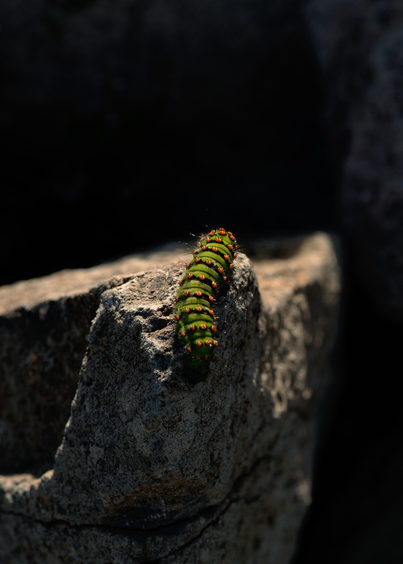 A caterpillar crawls along a rock.