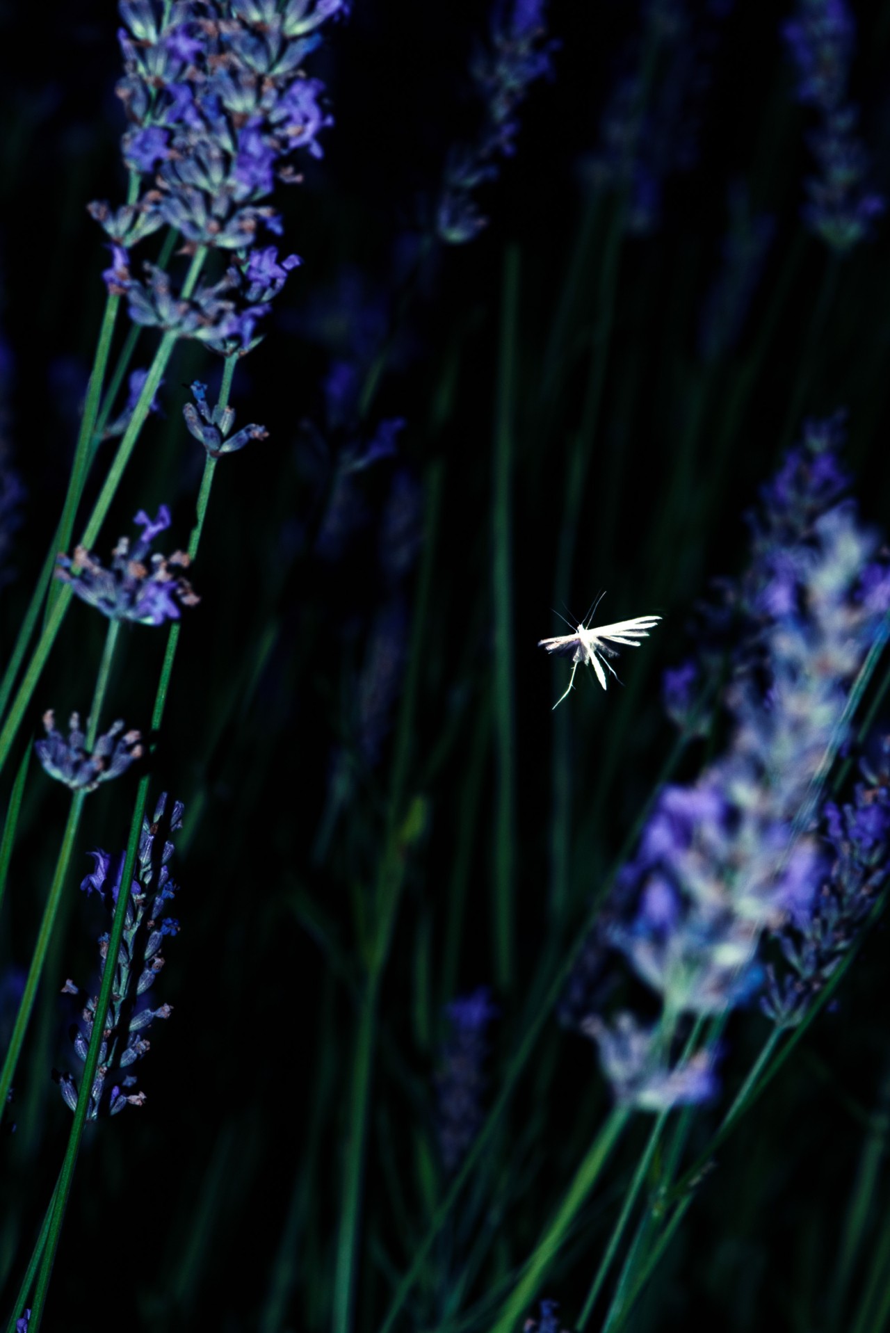 A dragon fly flies between purple flowers.