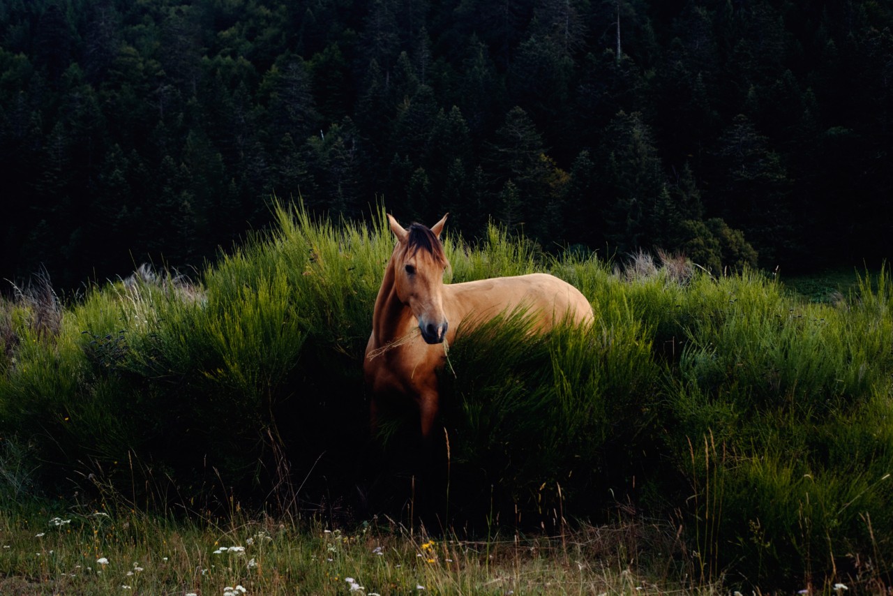 A horse stands in the middle of a grass bush.
