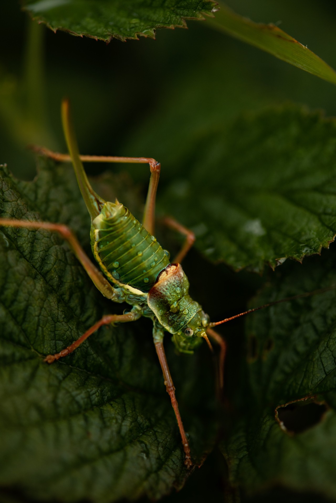 An insect crawls on a green leaf.