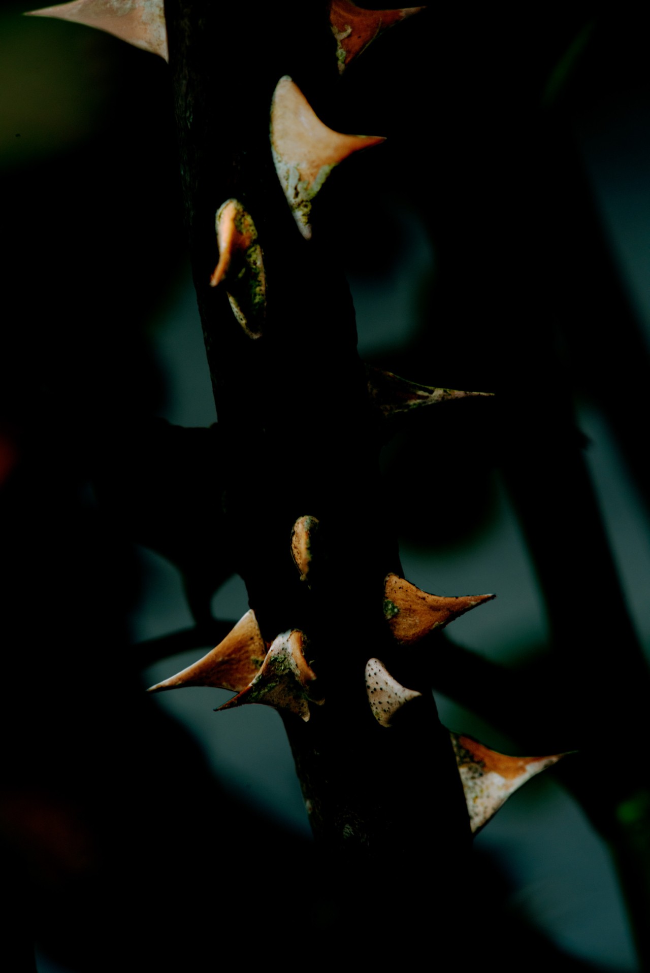 A dark plant with orange spikes grows in a forest.
