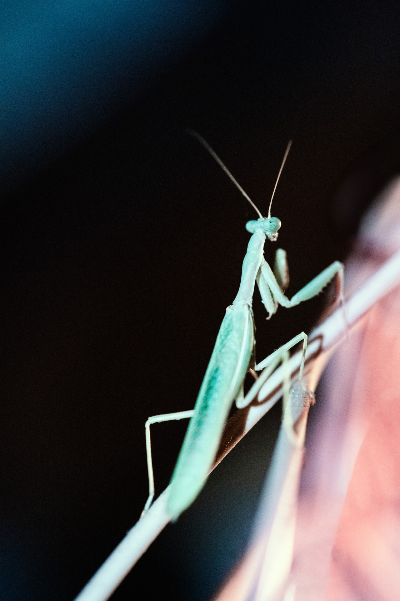 A praying mantis rests on a branch.