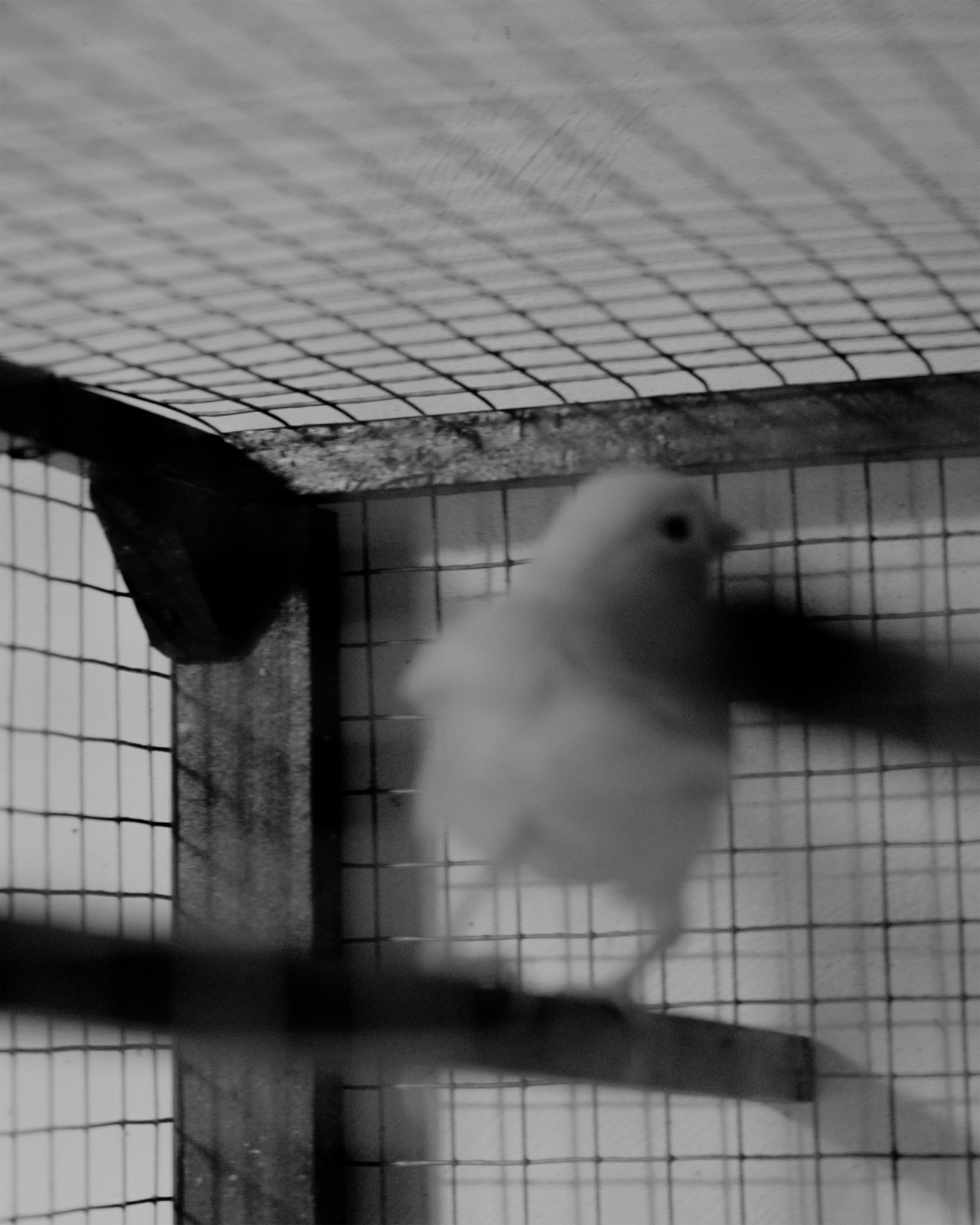 A bird perches on a branch inside of a cage.