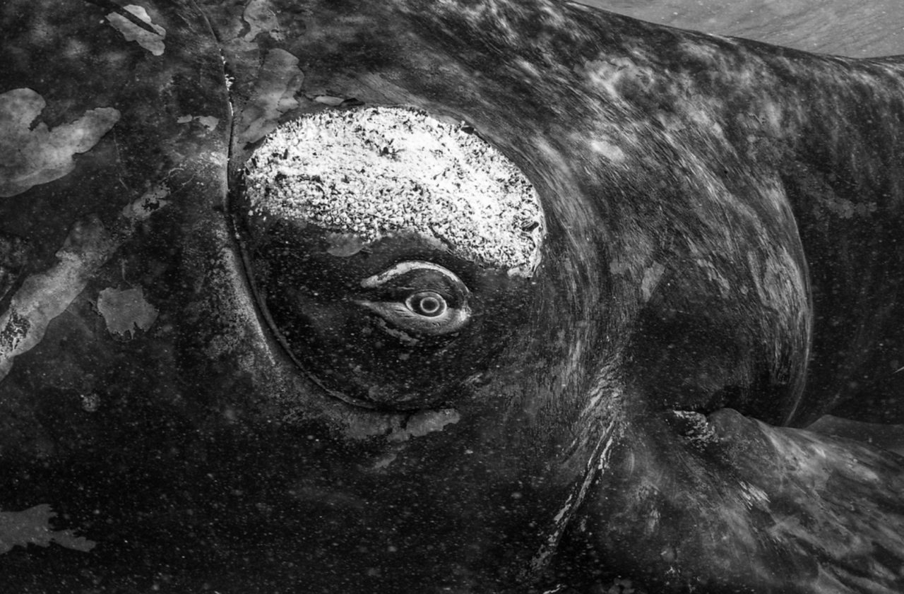 A Descendant’s Call for Whale Legal Personhood