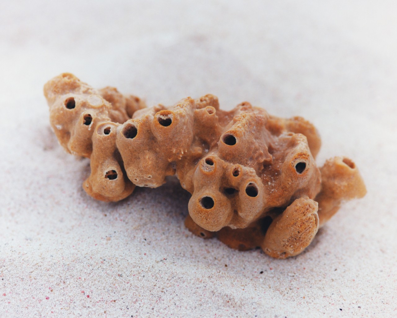 A piece of coral lays in the sand.