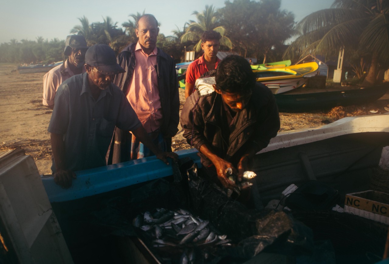 Tamil fishermen sorting their overnight catch on Pasikuda Beach in eastern Sri Lanka.