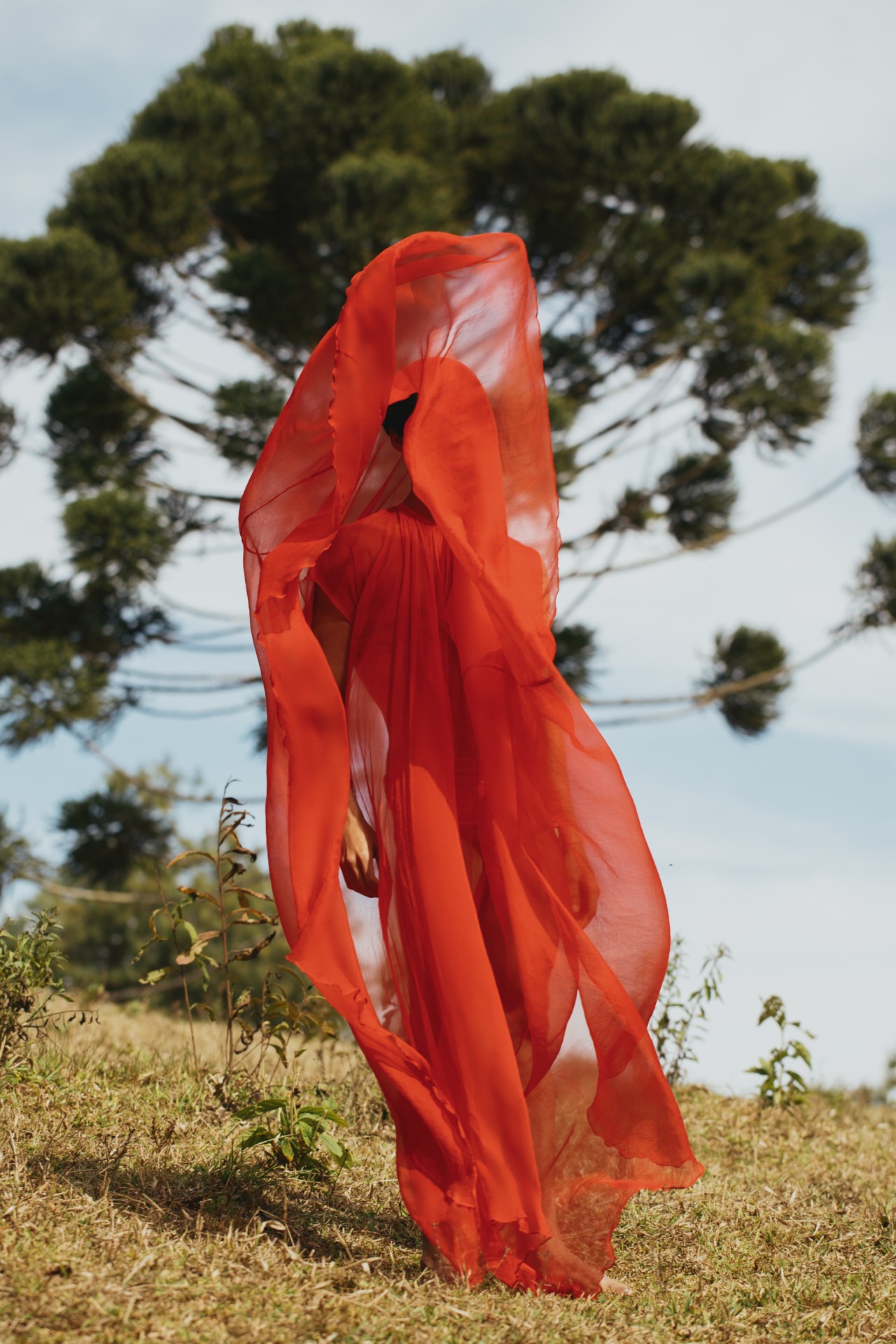 In Brazil’s Atlantic Forest, Gleeson Paulino Paints a Picture of Symbiosis