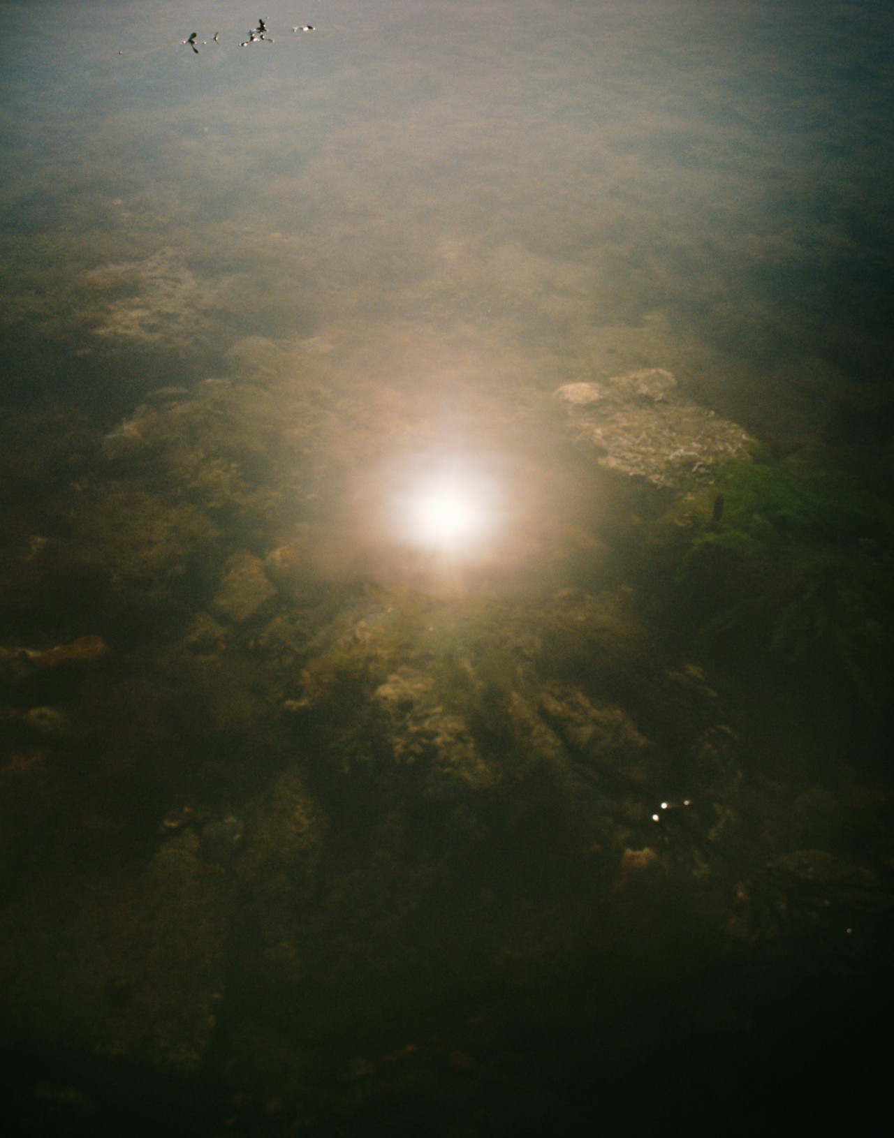 Photographer Laurence Ellis on the Transience of Tide Pools