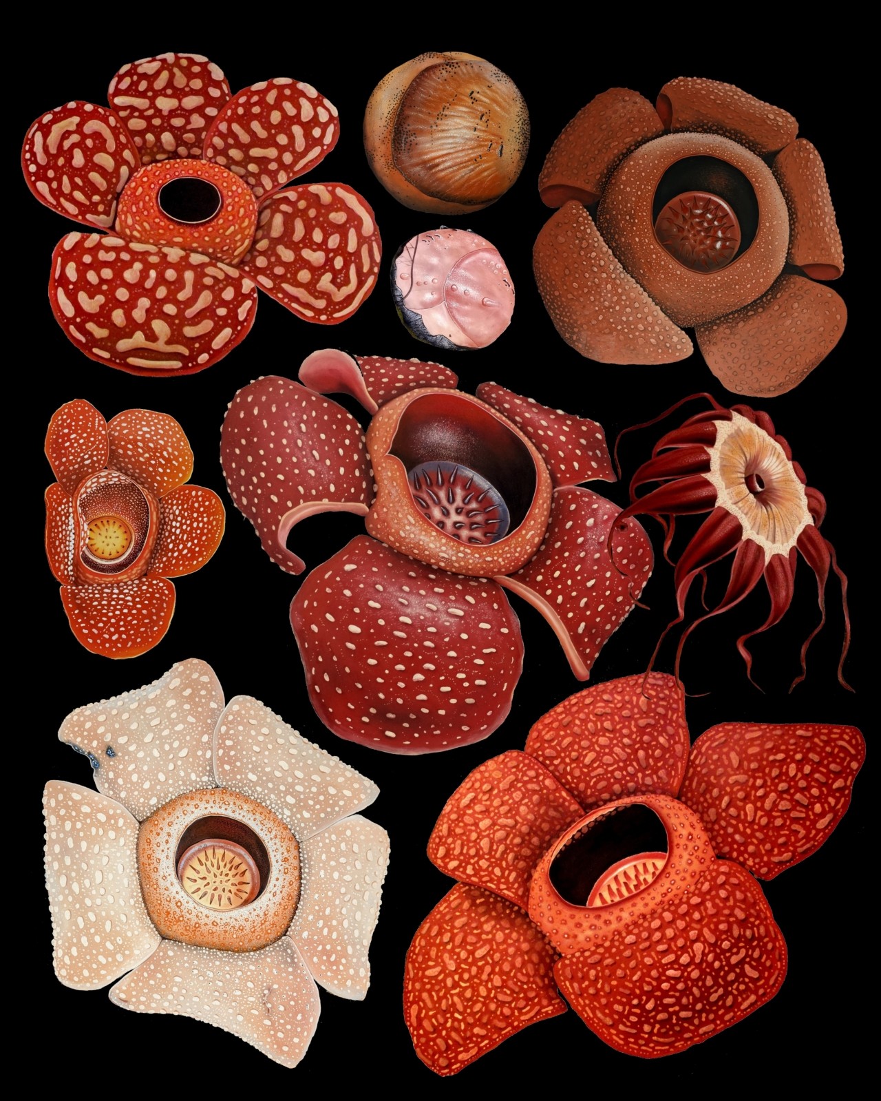 An illustration of a motley of rafflesia flowers.