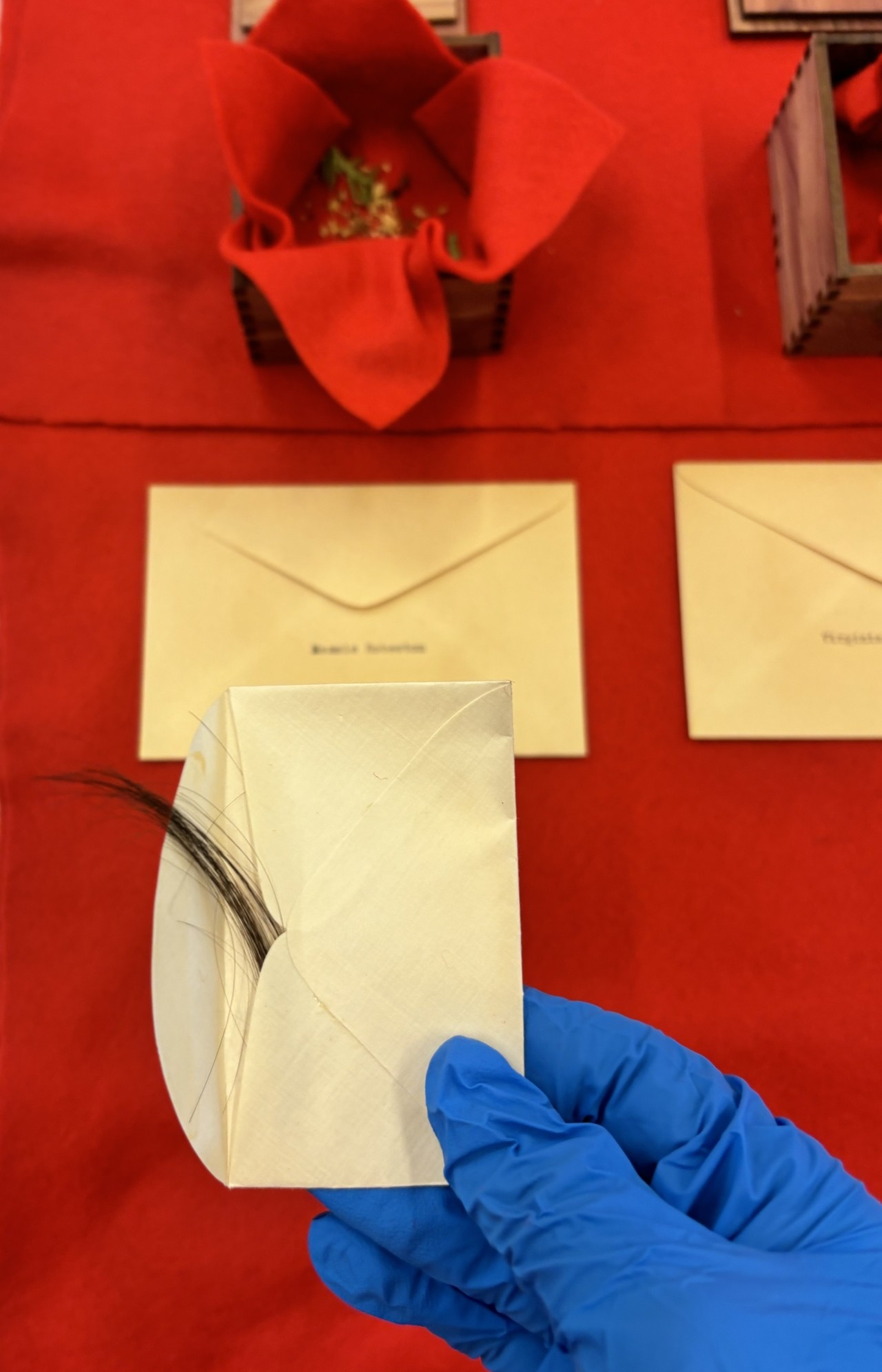 A hand covered with a blue plastic glove holds an open envelope with a piece of cut hair peeking out. The hand holds it above a bright red table with two other closed envelopes on top of it.