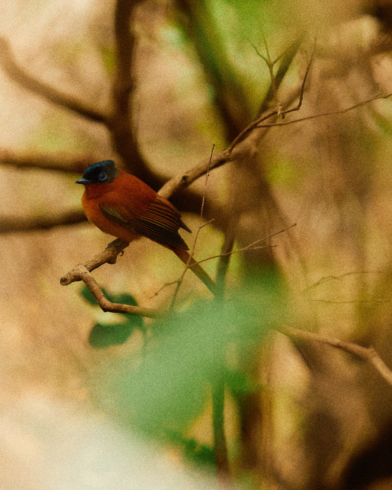A small red and blue bird sits on a branch.