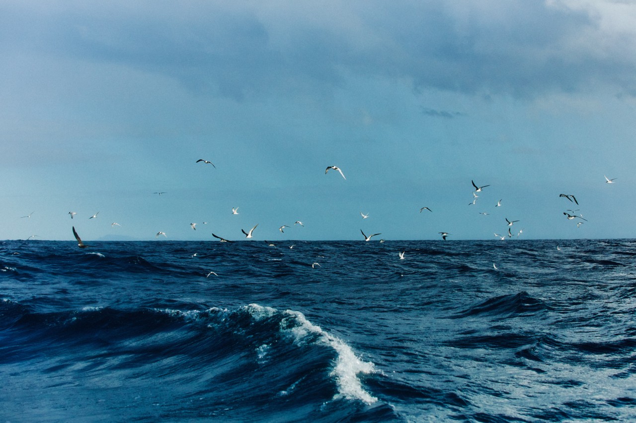 Several birds fly slightly above the ocean's surface.