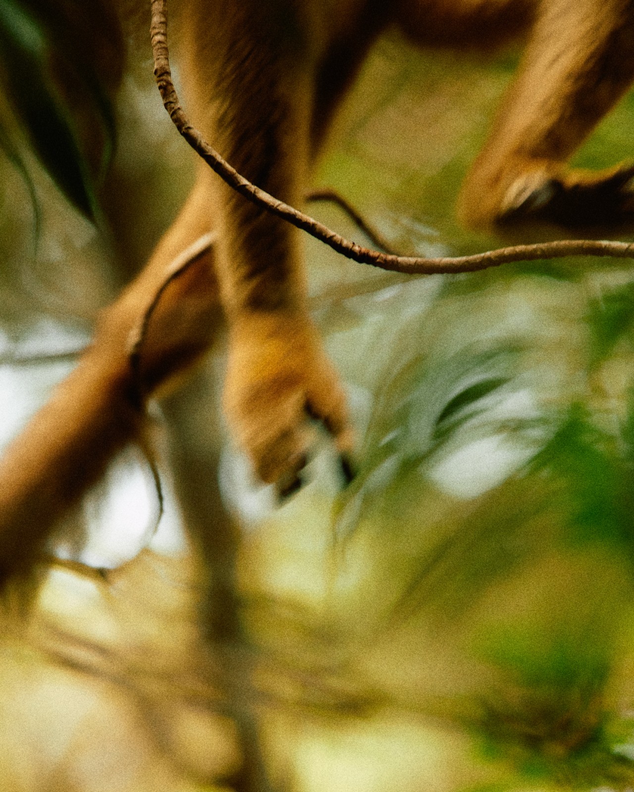 A lemur jumps from a tree.