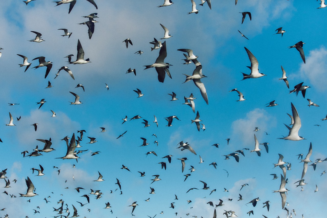 A large flock of birds soars through the blue sky.