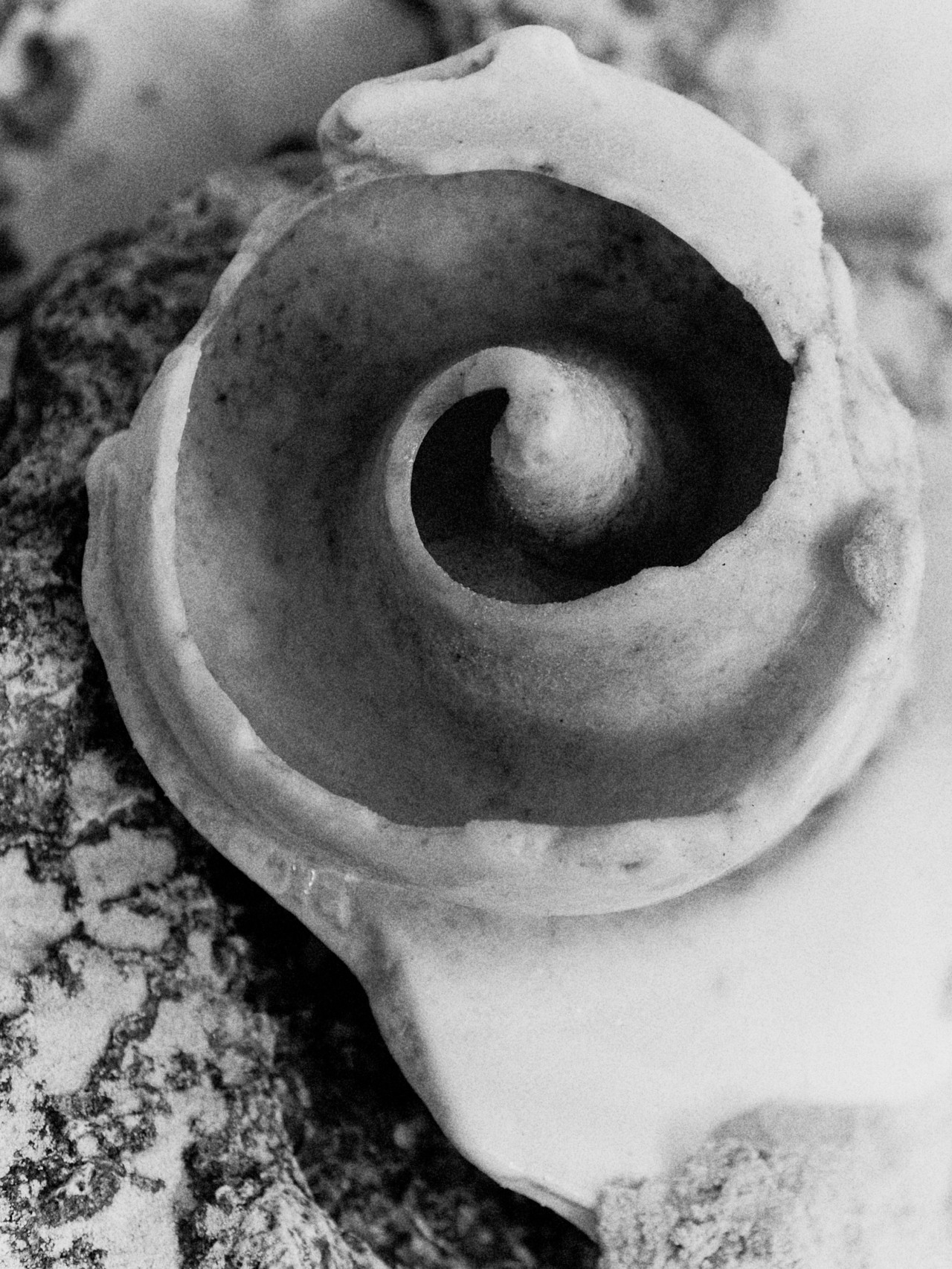 The swirl of a black and white sea shell.