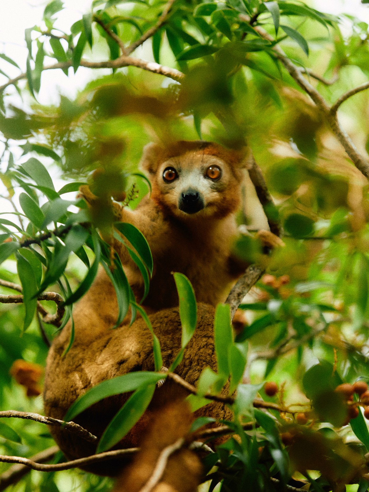 A lemur looks straight ahead as it sits in the trees of a rainforest in Madagascar.