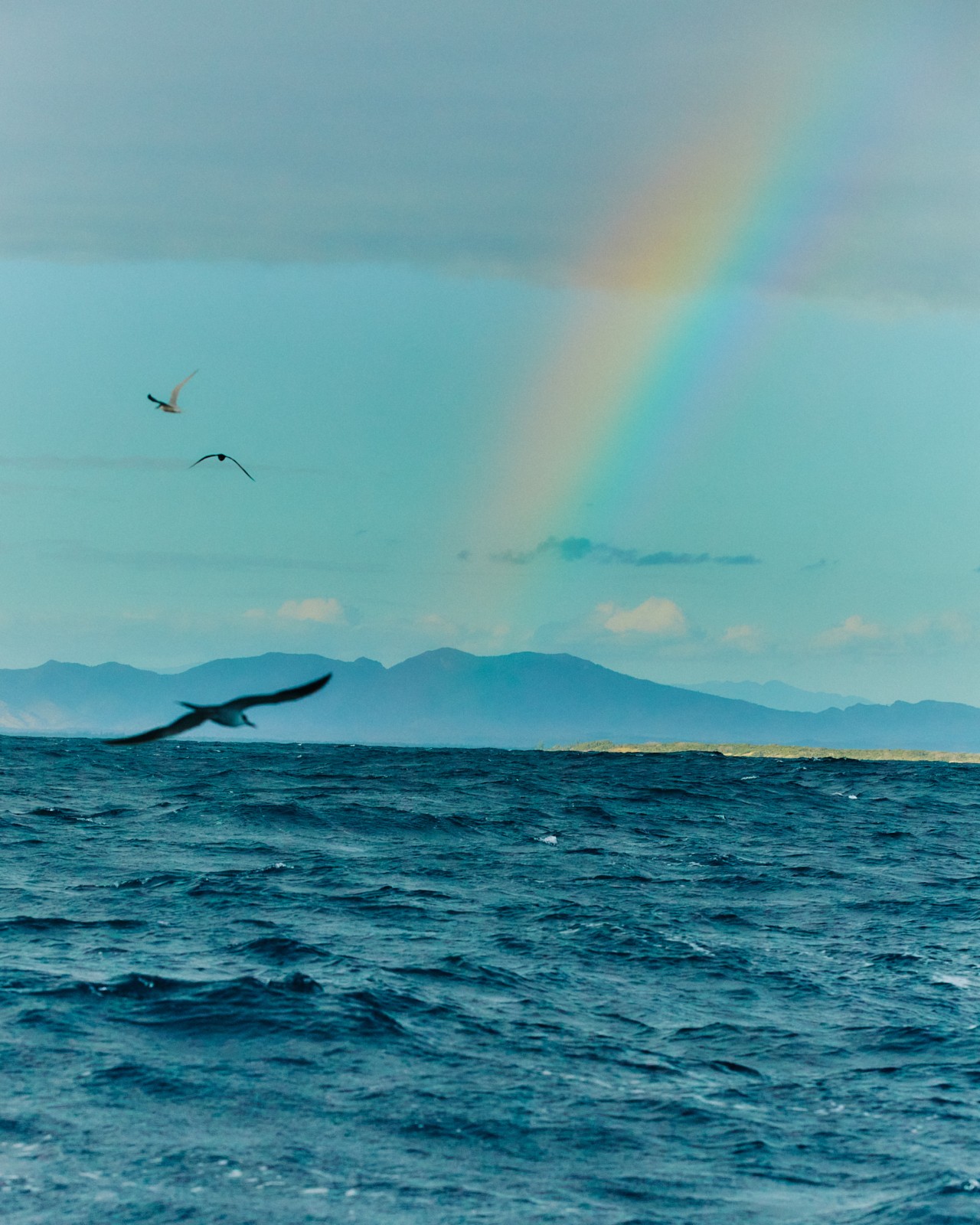 Three birds soar over the ocean with a rainbow and mountains in the distance.
