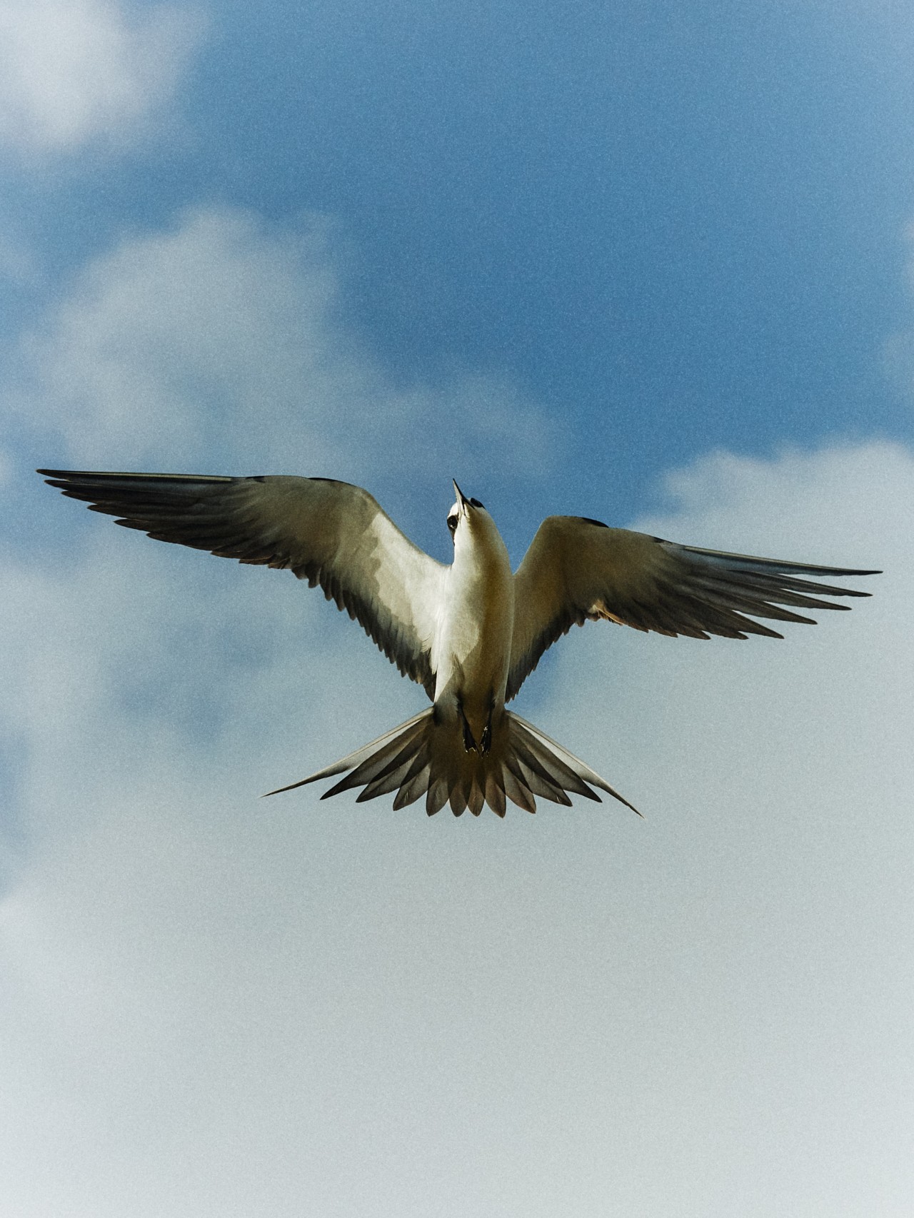 A large bird spreads its wings and flies through the sky.