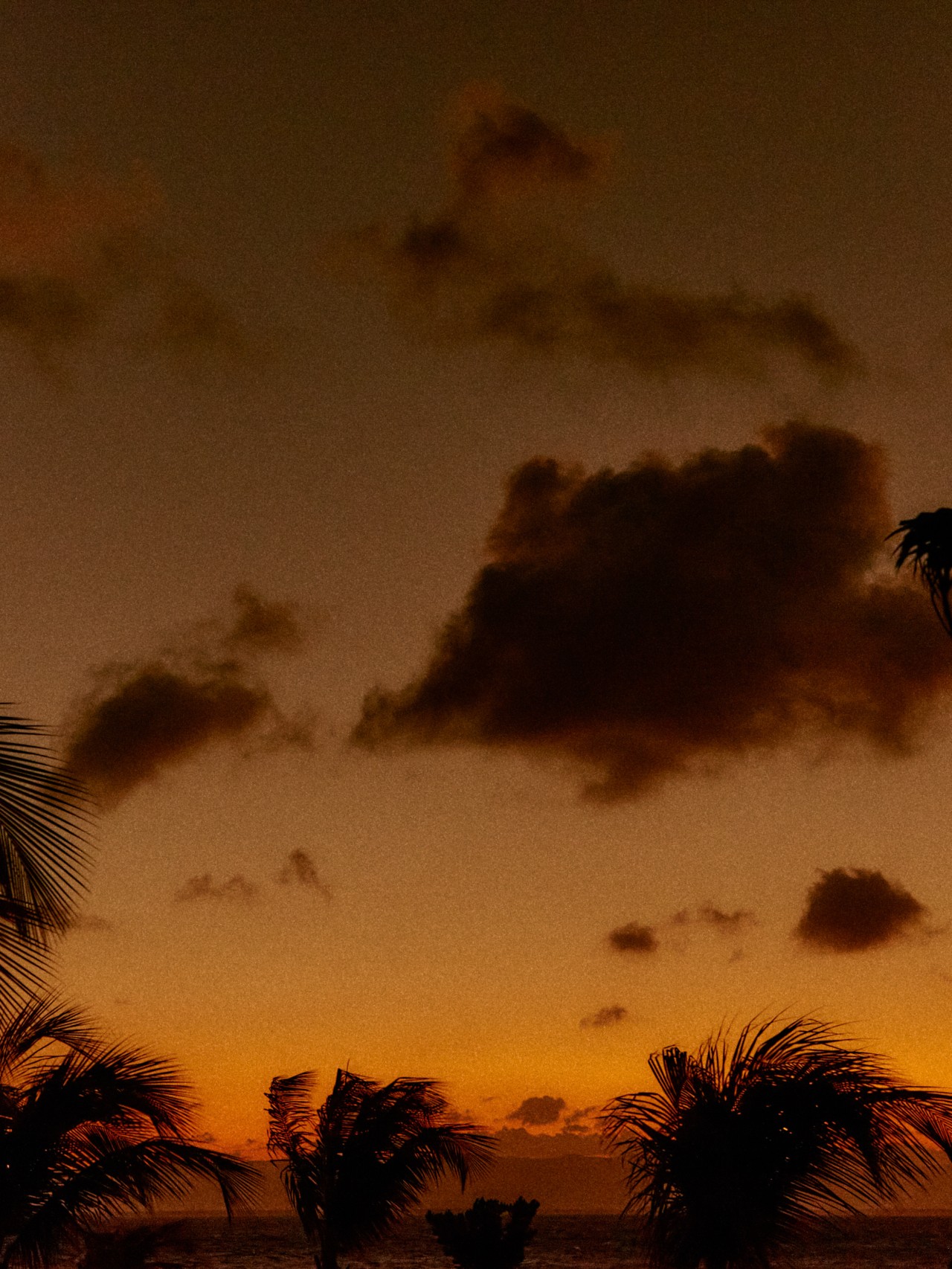Tropical trees blow in the wind in front of a vivid Madagascar sunset.