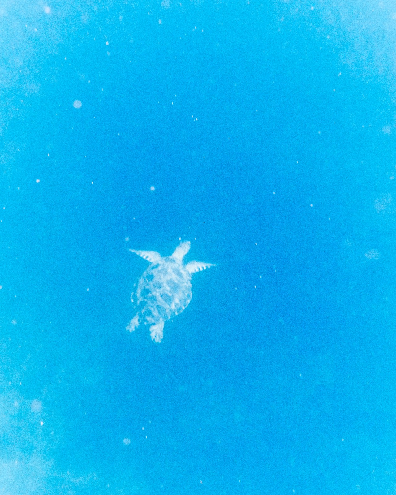 A lone turtle swims in deep blue waters.