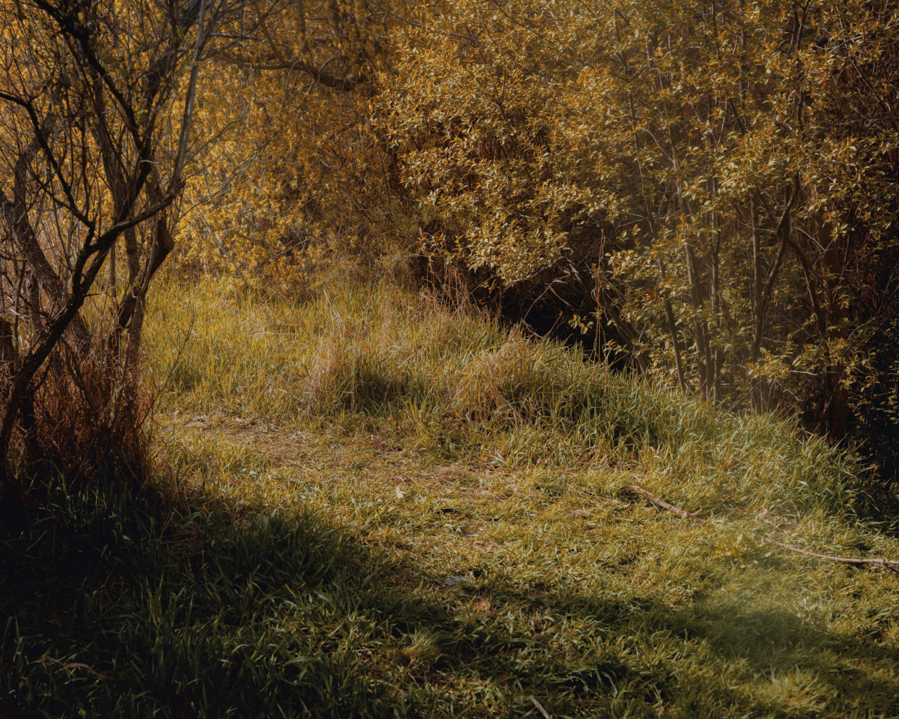 The sun shines on a grassy clearing in the forest.
