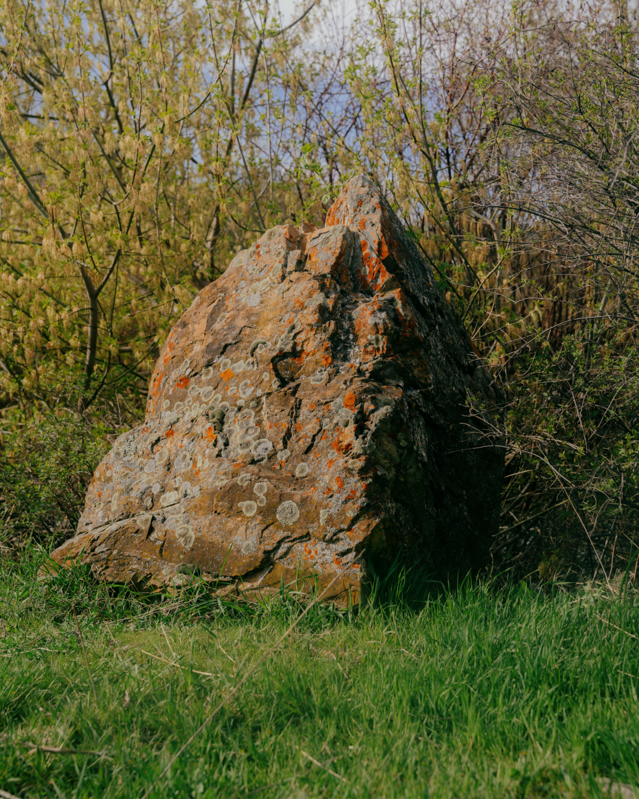 A large, aged boulder is still on the grass in the middle of a clearing in the woods.