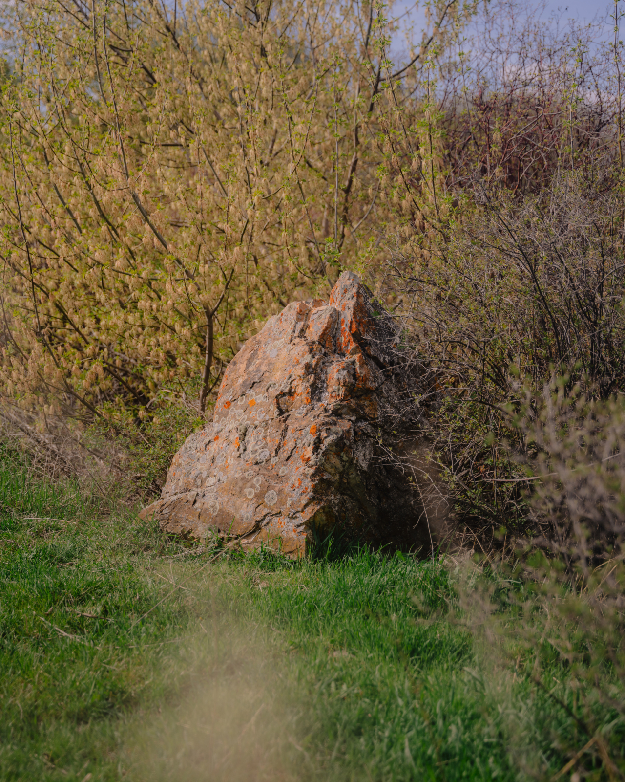 A large, aged boulder is still on the grass in the middle of a clearing in the woods.