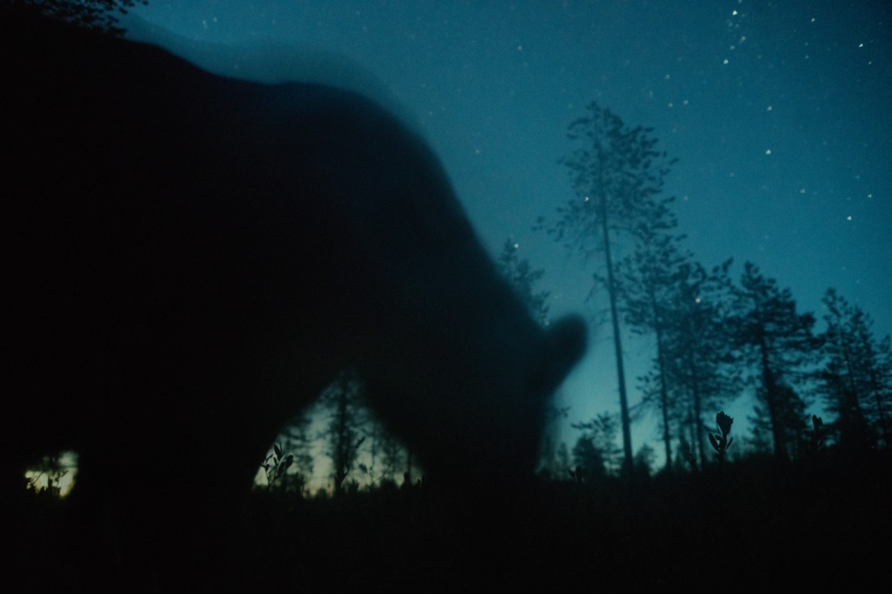 The silhouette of a bear leans down in the midst of a forest. The night sky is bright with stars.